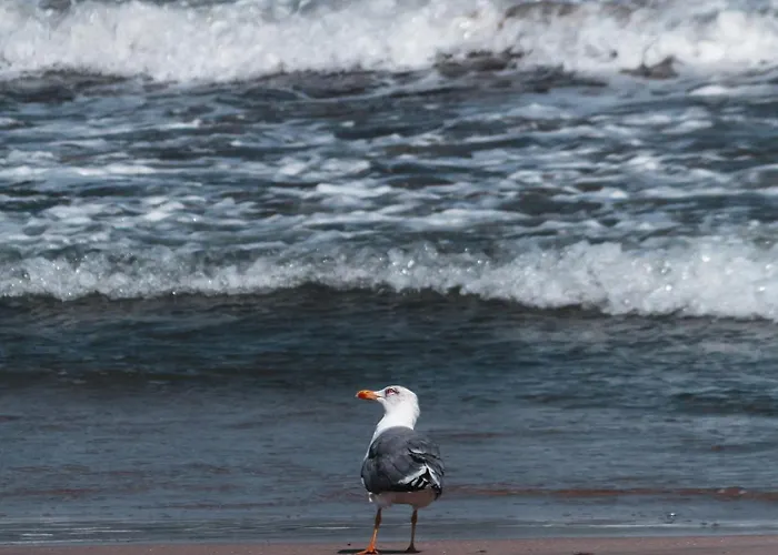 Cosher - Gardenia Palace 10 Free Parking *